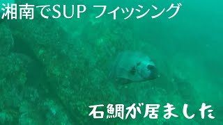 イシガキダイが釣れたので水中撮影したら石鯛が映ってた