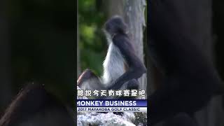 《在高爾夫球場看到的動物有什麼？》第三集 #shorts #高爾夫 #高爾夫球 #白球 #高爾夫球場  #高秘書 #showgolf #動物