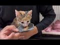 連日の病院…真剣なお顔で先生に何かを訴えかける子猫【保護猫】