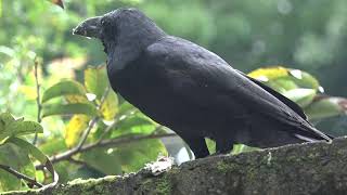 Black Crow Bird / කලු කපුටා / கருப்பு காகங்கள்