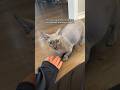 I met a hairless cat for the first time! #cute #cat #funny #meow #memes #sphynx