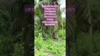 (EP.698)ด่วนขายสวนมะพร้าวราคาประเมินไร่ละ330,000(17ไร่126ตรว.)ประจวบฯ(ติดถนน)ใกล้ถนนเพชรเกษม200เมตร