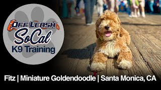 Miniature Goldendoodle Training | Fitz | Santa Monica, CA