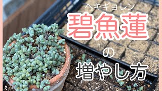 【碧魚蓮増殖】普通と違う?! 増やし方のポイントあり