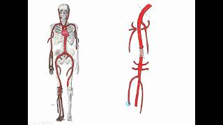 Introduction to the Cardiovascular System 3 - Major Arteries and Veins (Drawing)