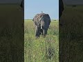 why do birds ride on elephants fascinating wildlife partnerships explained