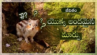 జీవితం యొక్క అందమైన మార్పు | దేవుని సంఘము, అన్ సాంగ్ హోంగ్, తల్లియైన దేవుడు