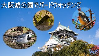 大阪城公園でバードウォッチング 2024/11/30