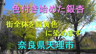 色付き始めた銀杏　街全体を緑黄色に染めます　奈良県天理市