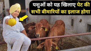 यह पशुओं को जरूर खिलाएं|Bitter-apple Benefits \u0026 Use in Cattle by Navroop Singh