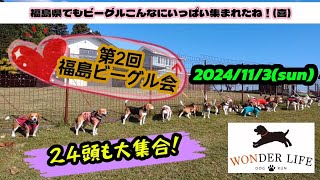 【beagle】第２回福島ビーグル会開催しました！…オフ会レポ動画(2024/11/3)@WONDER LIFE(郡山市)