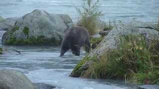 Chilkoot Lake State Park - Grizzly Bears (Part 2)