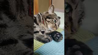 膀胱炎再発?出が悪いみたい!😰【クウ＆リンちゃんねる】 #shorts動画 #cat #ネコの日常 #猫動画