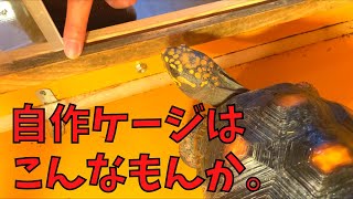 【再起不能】ごまかしも効かなくなってきた😭アカアシガメ飼育記録#44