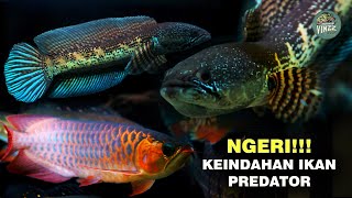 NGERI !!!, INILAH KEINDAHAN  IKAN PREDATOR, KOLEKSI JUARA (PITRO)