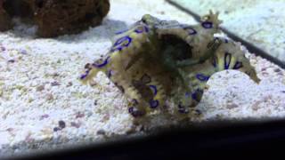 Blue ring octopus catches prey