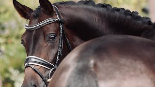 WHO WOULD YOU PICK. EDI DRESSAGE HORSES!