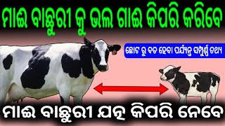 ମାଈ ବାଛୁରୀ କୁ ଭଲ ଗାଈ କିପରି କରିବେ? Dairy Farming Tips ||Dairy Farm In Odisha||Odisha Farmer