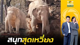 น่าเอ็นดู ช้างเอเชียแสนซน ไถลโคลน เล่นสไลเดอร์ สุดน่ารักในกวางตุ้ง  | ข่าวเป็นข่าว | ช่วง 3