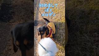 お友達が出来たよ！　#shorts #toypoodle #dog #トイプードル #めろでぃちゃんねる #散歩 #公園