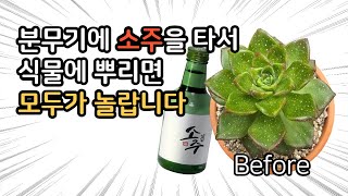 다육이한테 00을 주니 병충해가 없어졌다고? 다육이건강하게키우는법!