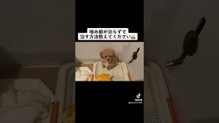 【Tiktok18000回越え🐶】噛みグセについてご意見ありがとうございます🙏#shorts #子犬 #犬のいる暮らし #犬のいる生活 #マルプー #tiktok #しつけ