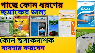 কোন ছত্রাকনাশক কখন প্রোয়গ করতে হয়।When to apply a fungicide.