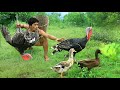 Chickens live in the mountains ,Cook turkey delicious chicken ,In the forest full of fruits