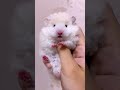 Hamster is so cute #cutehamster #hamster #hamstershorts #shorts #pets #funnypets #hamsters