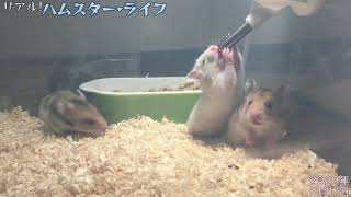 【Hamster】🐹４代目子ハム誕生！２０日目で給水器から水を飲みはじめた！