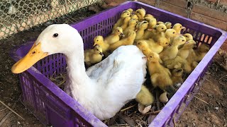 Best Ducks Mom Harvesting Eggs To 40 Pekin Ducklings