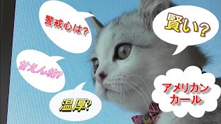 【猫の特徴】実は人との相性がめちゃくちゃ良いです!「アメリカンカール」の特徴5選Characteristics of American Curl!