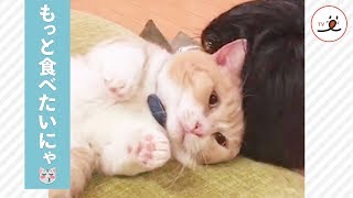 おやつちょうだい❤️ 全力おねだりするニャンコ😽💕【PECO TV】