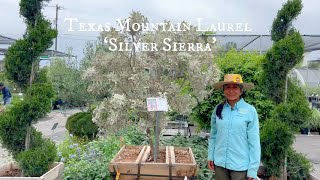 Plant Texas Mountain Laurel 'Silver Sierra' 💜  Yes!  A Silver Texas Mountain Laurel!