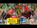 muff gamefowl,,mitra manok na may balbas (stag )mestisong manok