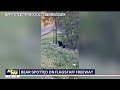 bear spotted on flagstaff freeway