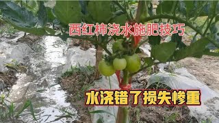 西红柿开花结果期，浇水施肥很重要，水浇好了一棵能结几十个