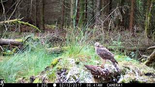 Goshawk Male Fledgling 2019