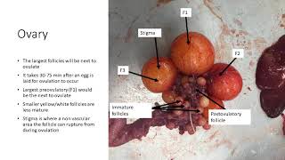 Bio AP 1100 Chicken Anatomy