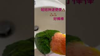 妞妞超級棒👍👍#凱克 #凱克鸚鵡 #parrot #凱克  #搞笑 #好笑 🤭