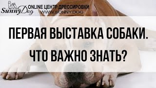 Первая выставка собаки. Что важно знать?