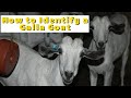 CHARACTERISTICS OF PURE GALLA GOATS IDENTIFY GALLA GOATS DIFFERENT FROM BOER GOATS & SAVANNAH GOATS