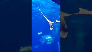 鹿児島水族館　いおワールド　ジンベイザメ