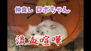 ロボロフスキーハムスターの喧嘩（Roblovsky hamster fight)