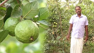 தைவான் நாட்டு கொய்ய மரம் ஒரு பணம் காய்க்கும் மரம் ! | Malarum Bhoomi