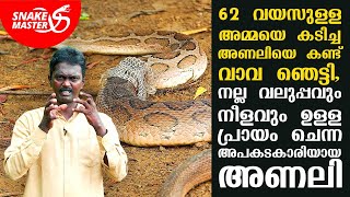 62 വയസുള്ള അമ്മയെ കടിച്ച അണലിയെ കണ്ട് വാവ ഞെട്ടി | Snakemaster EP 710