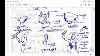 cockroach#external morphology#circulatory#respiratory#nervous#reproductive str. of male \u0026 female