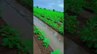 ખેડૂત પુત્ર #farmer #trending #farming #ગીર