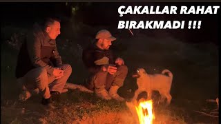 KÖPEKLERLE KAMP YAPMAYA GİTTİK (ANDIK KURTLARI )!!!BELGESEL TADINDA!!!