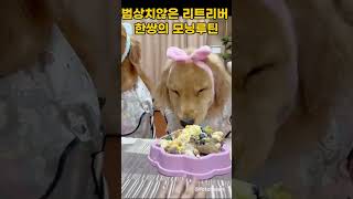 리트리버 한 쌍의 모닝 루틴 #animals #동물 #cuteanimals #강아지